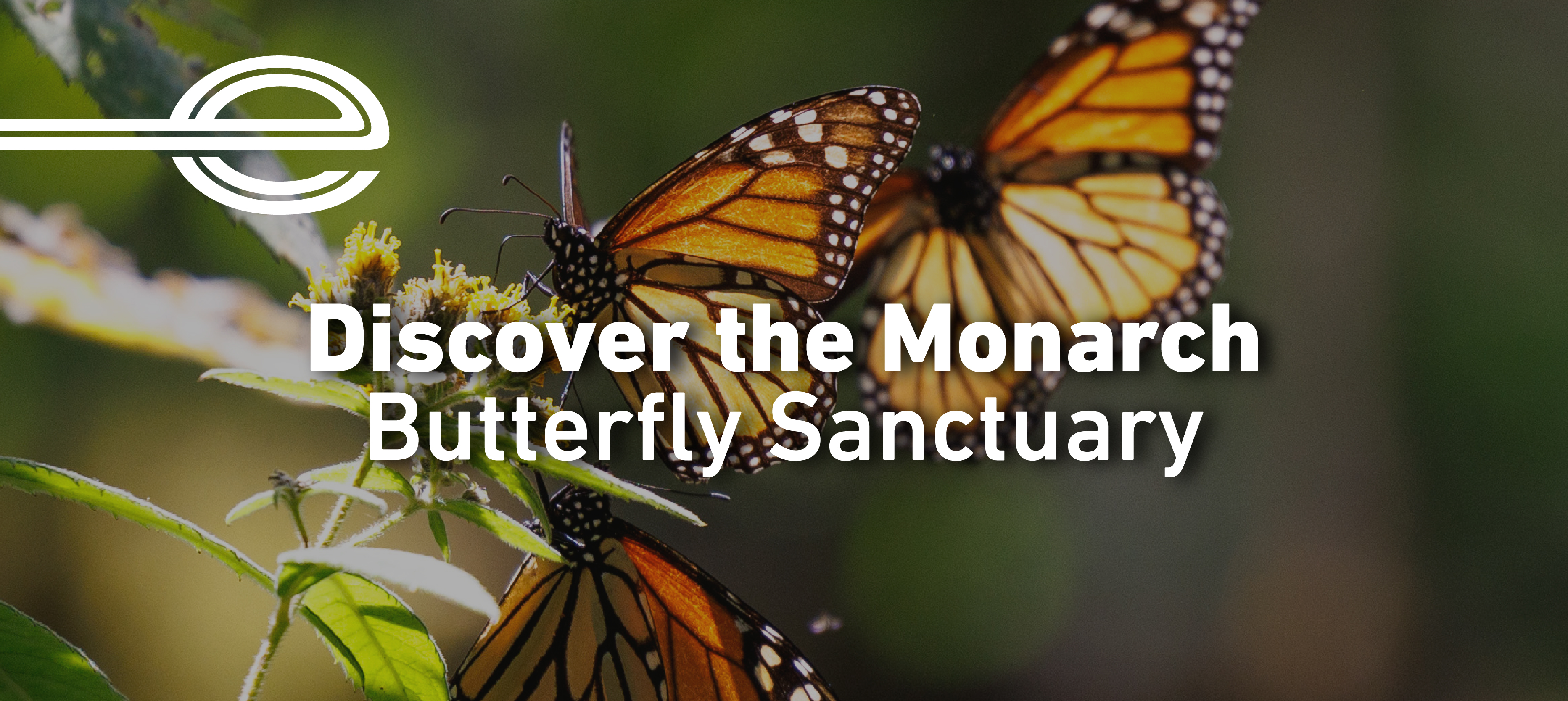 The Lure of Monarch Butterflies, Tropical Citrus and Paddle Boarding.
